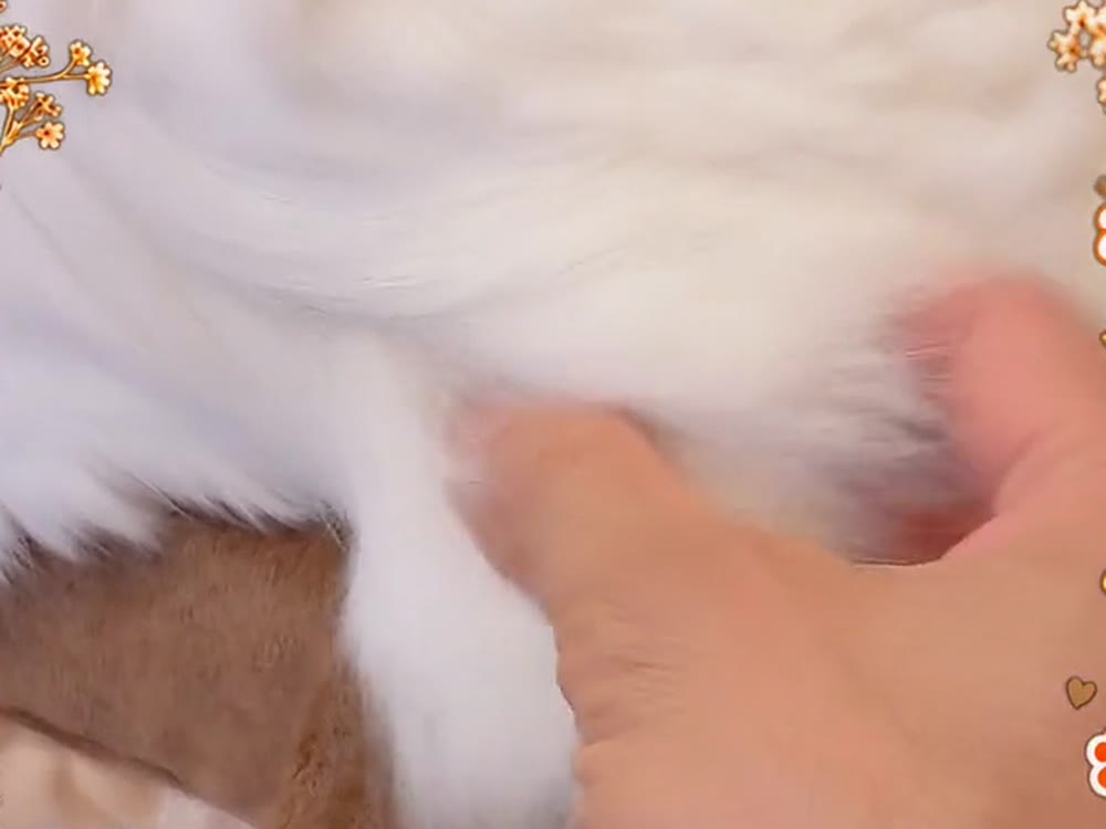 白猫ルイのふわふわの短いしっぽに、手でそっとふれている