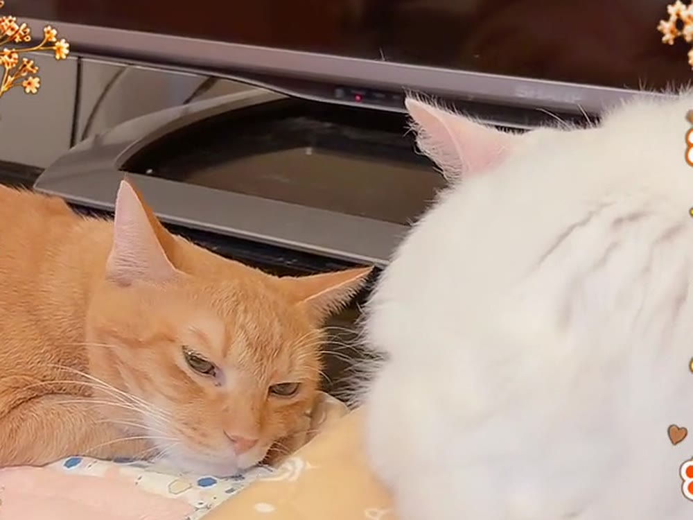 こたつの上で、茶トラの猫と白猫のルイが並んでくつろいでいる