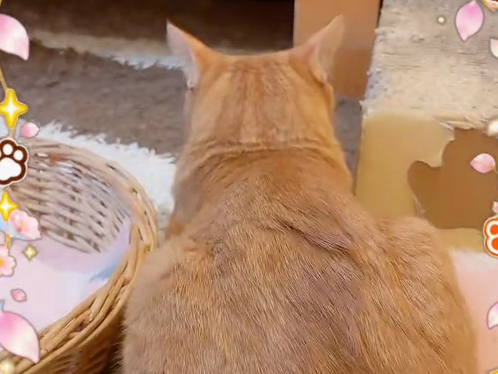 カゴのそばで、背中を向けて座っている茶トラのルル