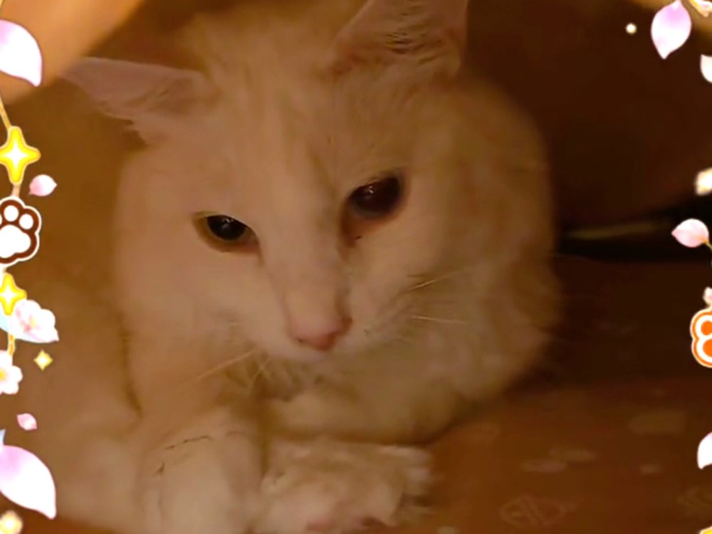 猫用こたつの中で、前足をそろえてくつろぐ白猫のルイ