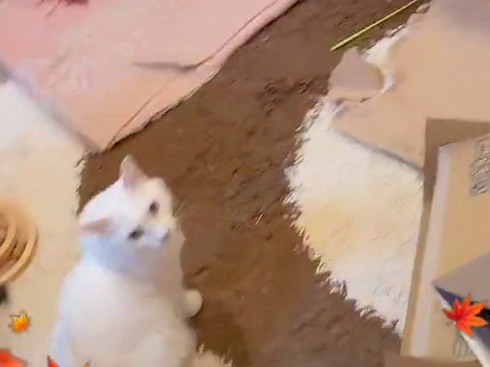 床にすわって、こちらを見上げる白猫のルイ