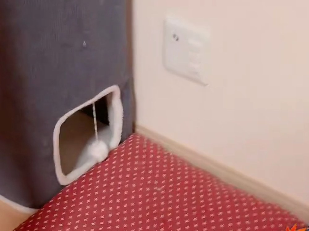翔をさがして映した、キャットタワーのまわり