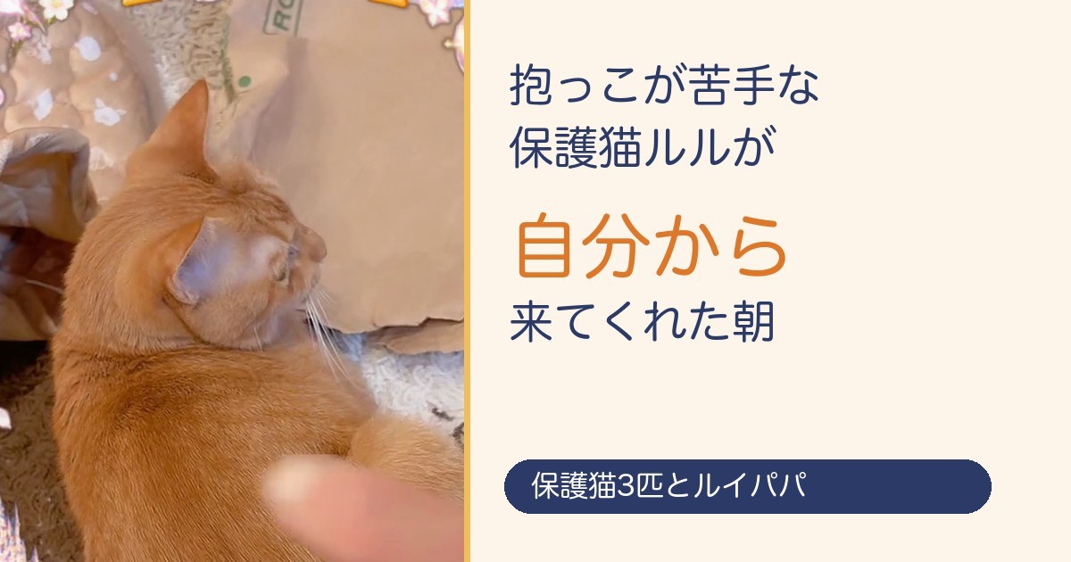 抱っこが苦手な保護猫ルルが自分から来てくれた朝