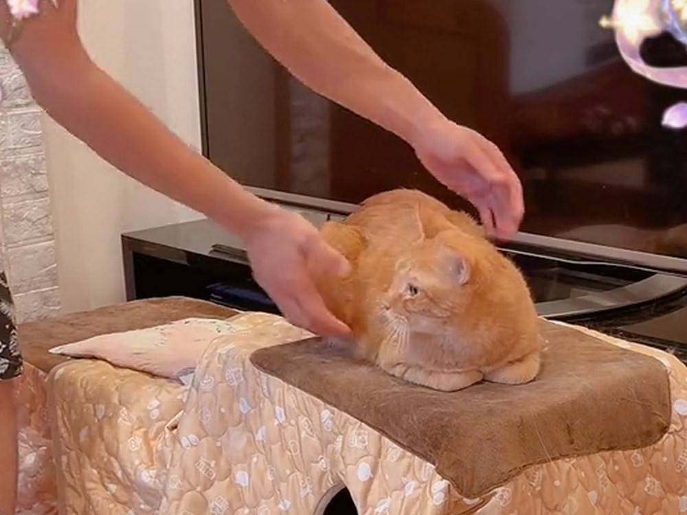 猫用こたつの上にすわる茶トラのルルに、手をのばすルイパパ