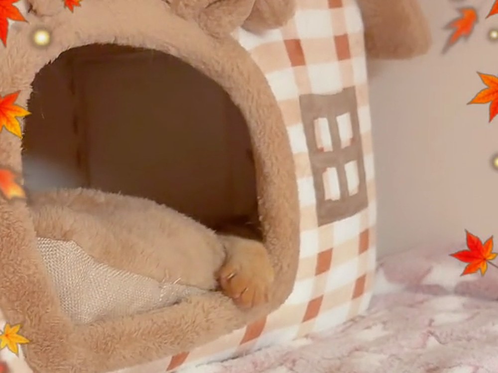 だれもいない、チェック柄の猫ベッド