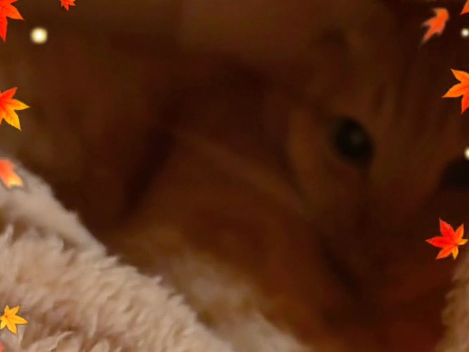 猫ベッドのおくから、こちらを見る茶トラの翔