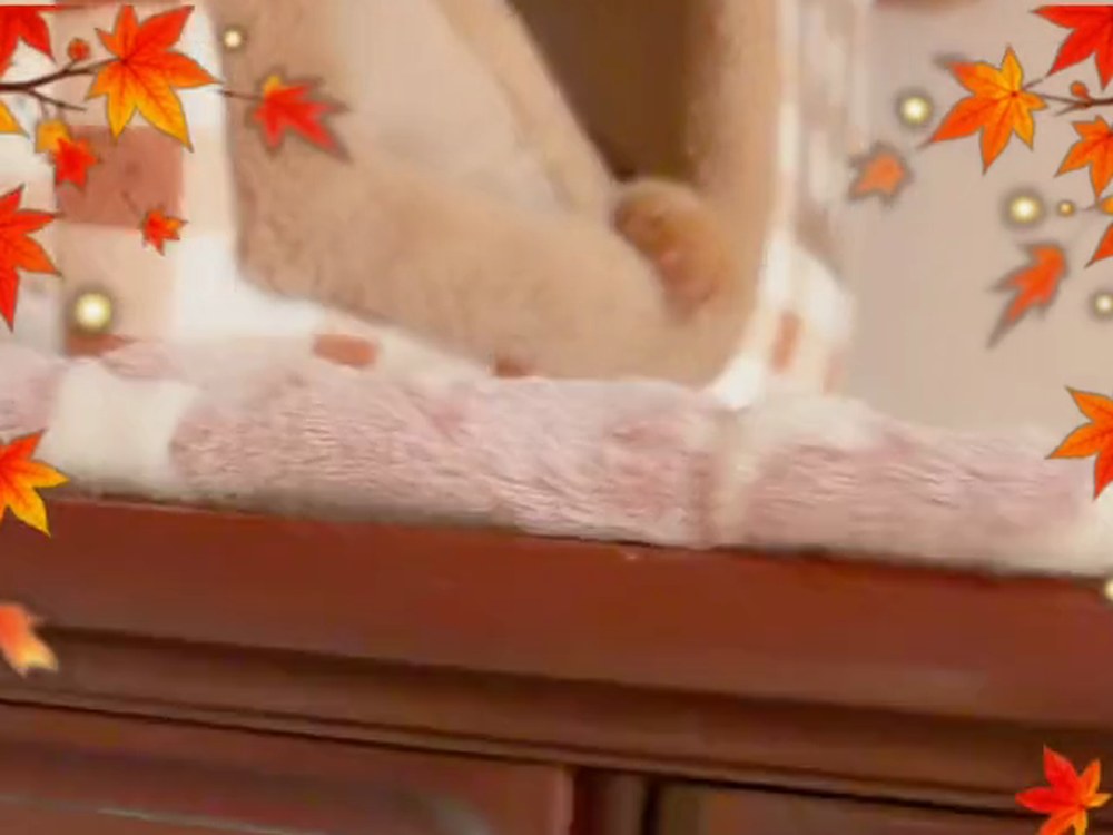 タンスの上におかれた猫ベッド