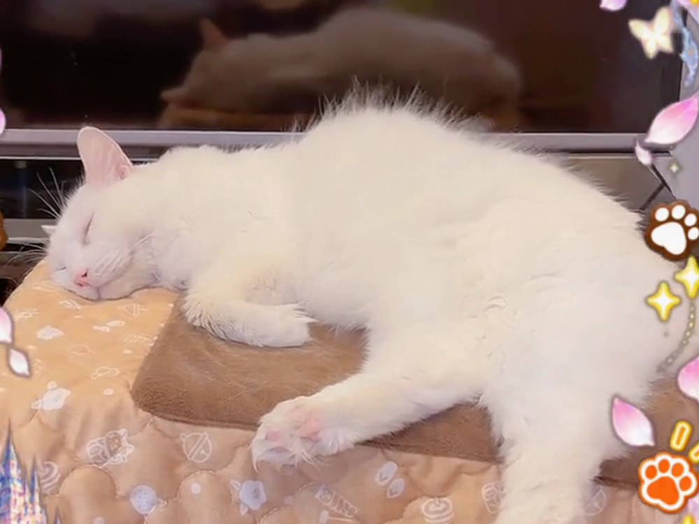 こたつの上で、ぐっすり眠る白猫のルイ