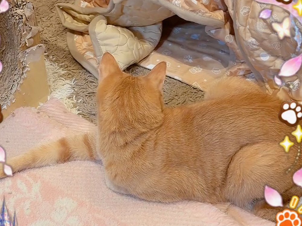 こたつのほうへ向かう茶トラの猫