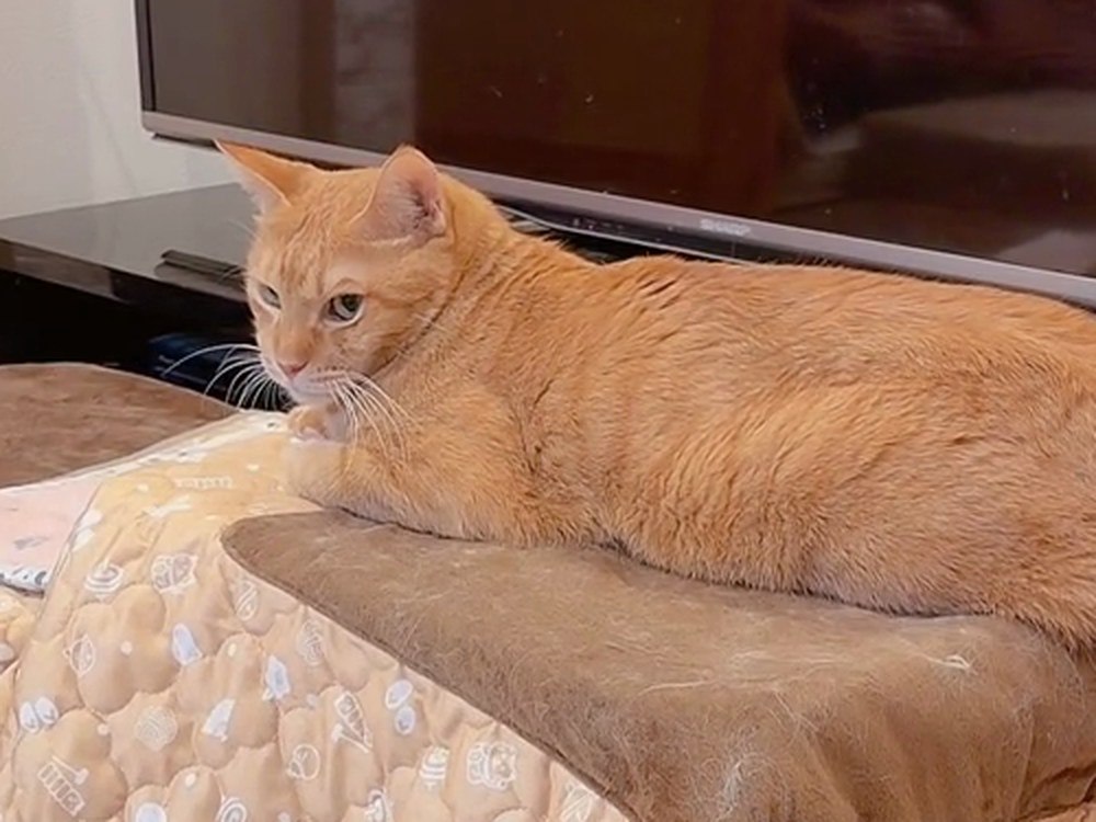 猫用こたつの上でくつろぐ茶トラの子