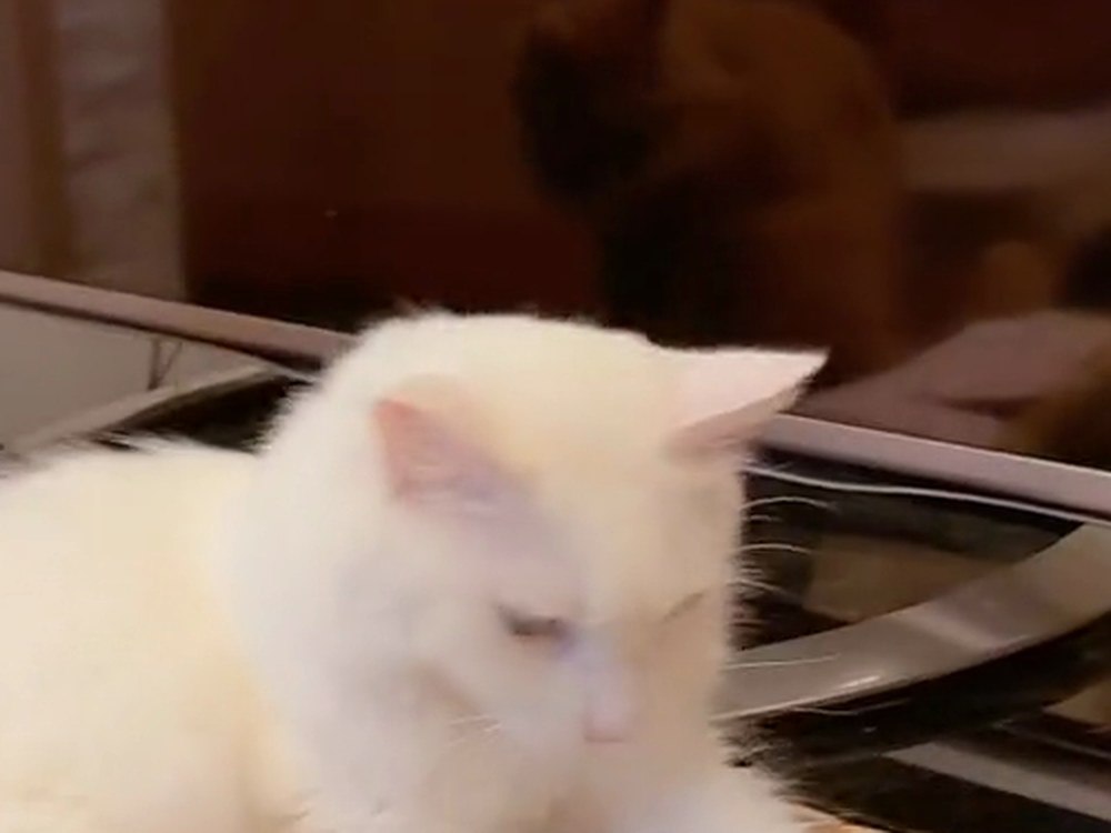 こたつの上にいる白猫のルイ