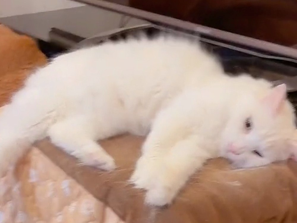 こたつの上で、とろけるように寝そべる白猫のルイ