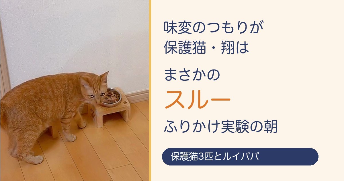 ふりかけのお皿をスルーした保護猫・翔（アイキャッチ）