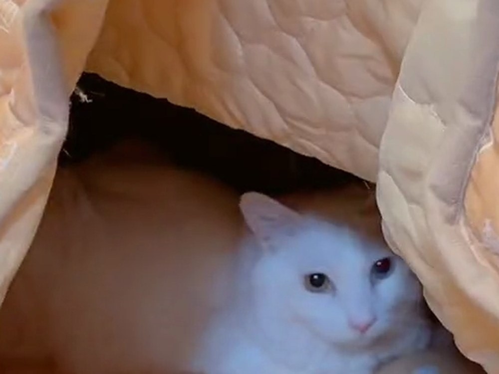 こたつ布団のすきまから顔を出す白猫のルイ