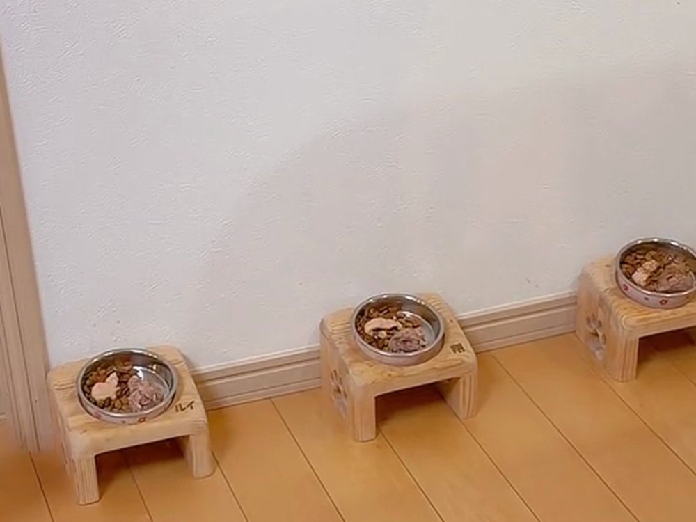 かべぎわに3つならんだ、猫の朝ごはんのお皿