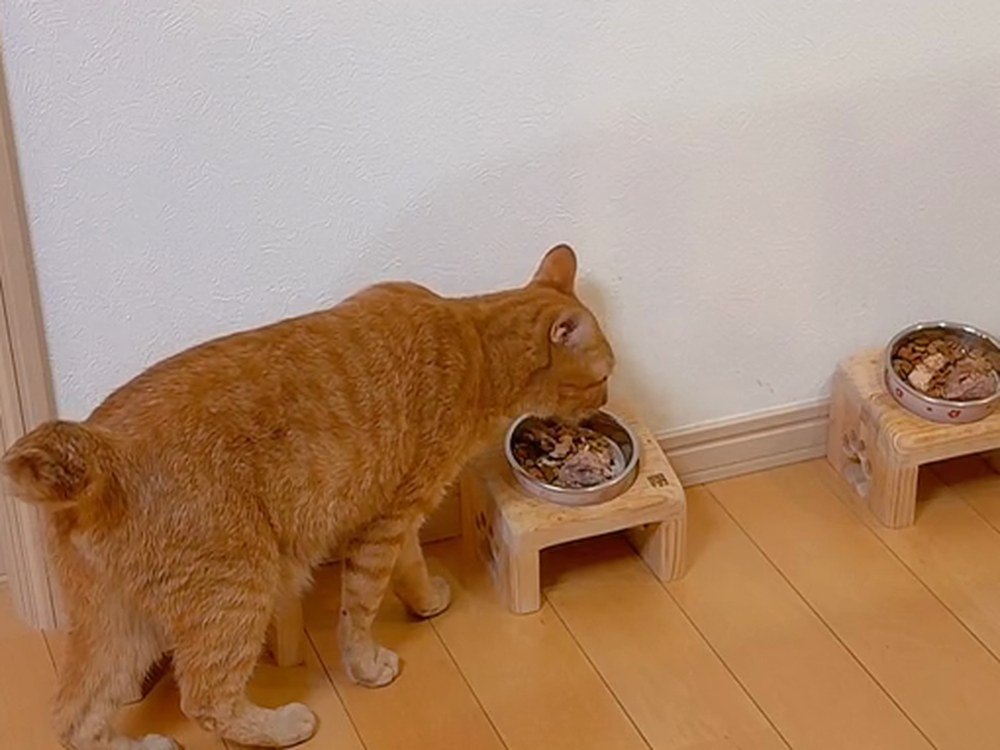 ふりかけの入っていないお皿を食べる茶トラの翔