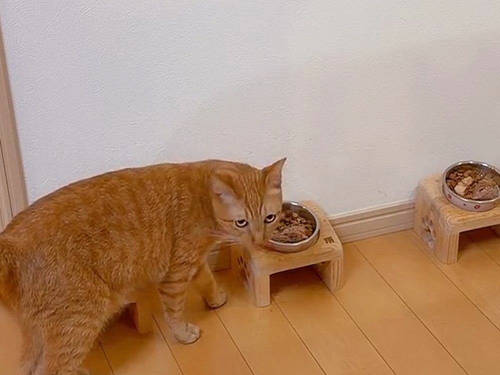 ごはんを食べながらこちらを見る翔。おくの一番右のお皿はそのまま