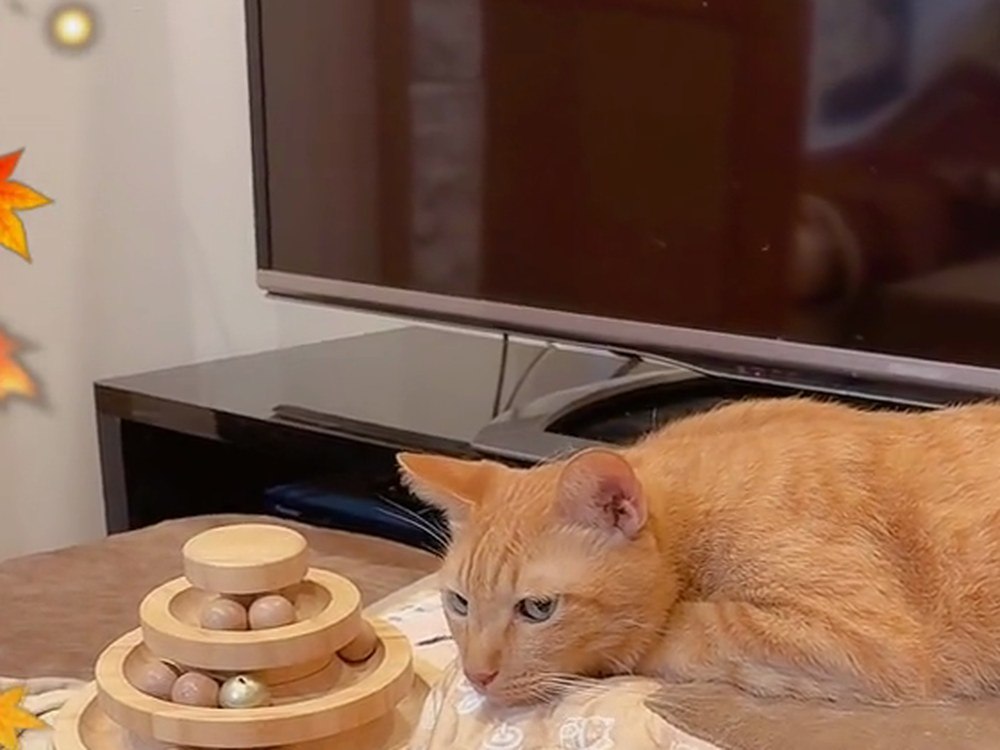 テレビの前で、ねそべってこちらを見る茶トラのルル