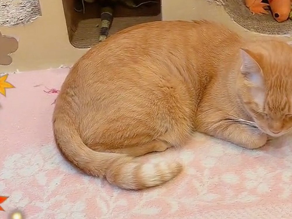 ピンクのマットの上で、しっぽを体にそわせて眠る茶トラの子