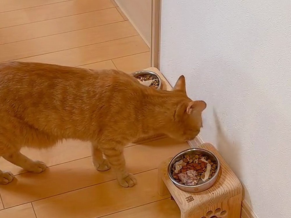 自分のお皿で朝ごはんを食べる茶トラの翔