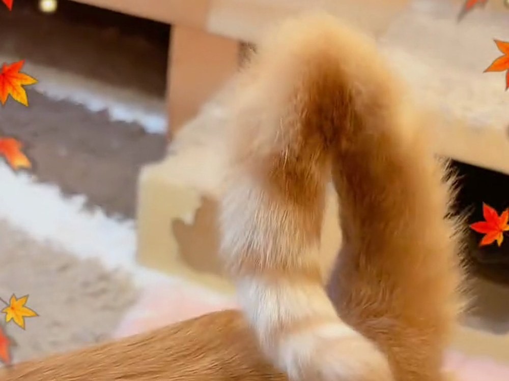 なでられ待ちで、しっぽを立てるルル