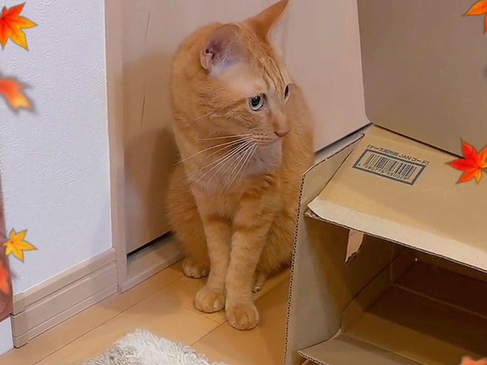 部屋のすみに座って、まわりを見ている茶トラの翔