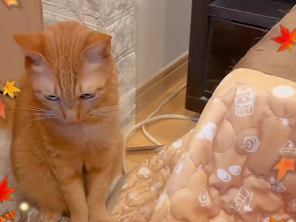 ルイのいる猫用こたつのそばに来た、茶トラの翔