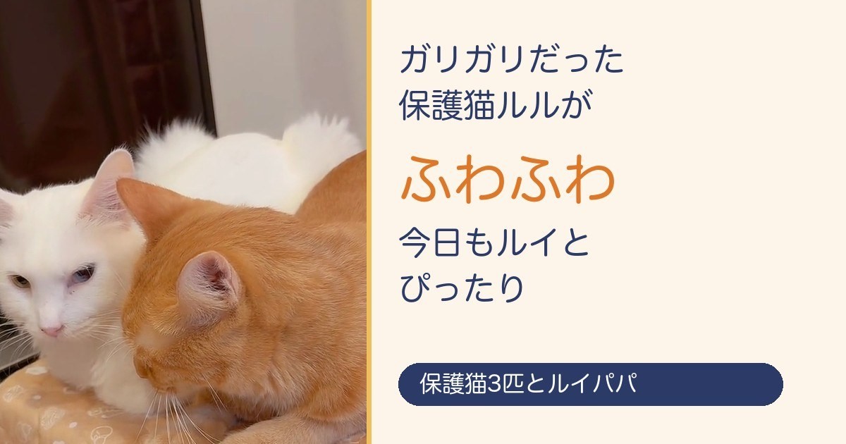 ガリガリだった保護猫ルルが、ふわふわに。ルイとぴったり