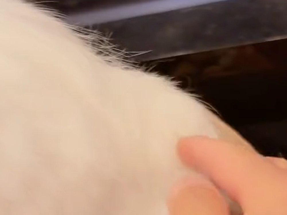 白猫のルイの、ふさふさの背中をなでている
