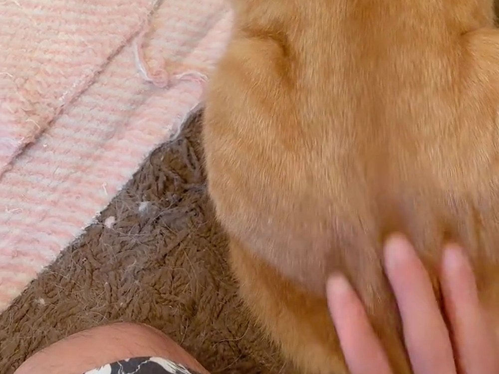 茶トラのルルの、ふっくらした背中をなでている