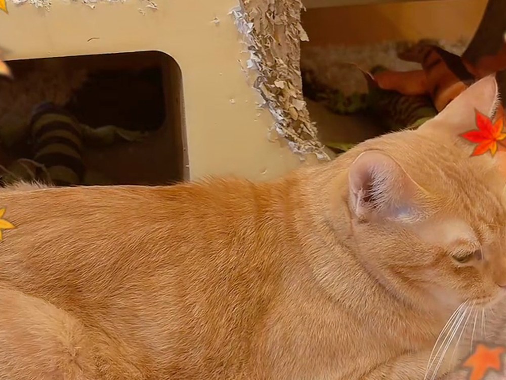 猫ハウスの前で、茶トラのルルが寝そべっている