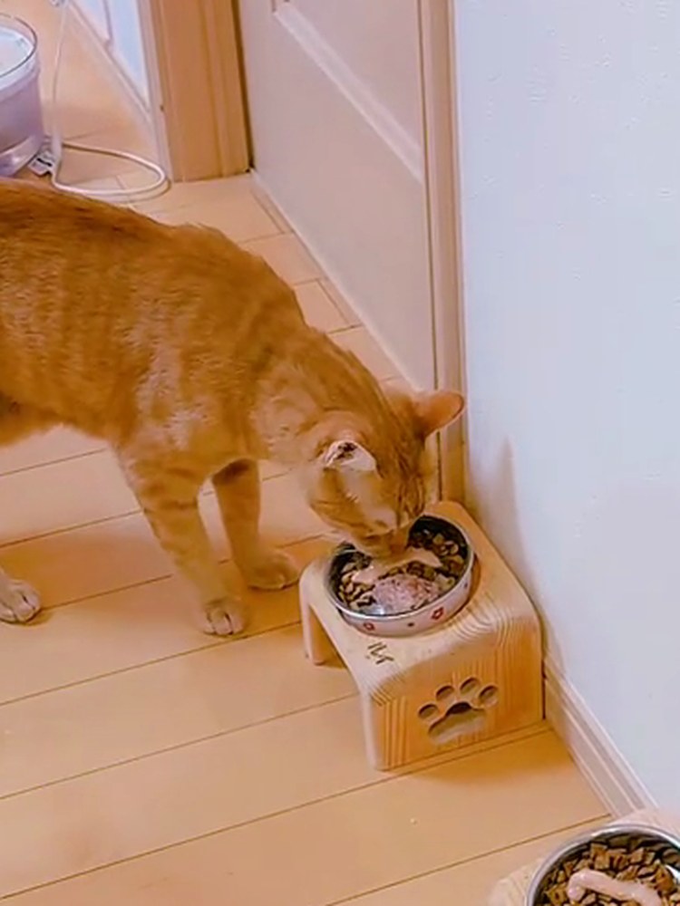 茶トラのルルが、ごはん台の器に顔を入れて食べている