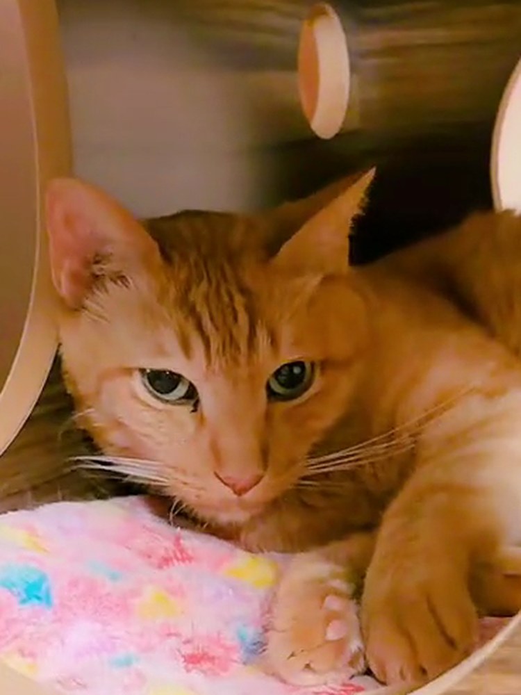 茶トラの翔が、猫ボックスの中でこちらを見ている