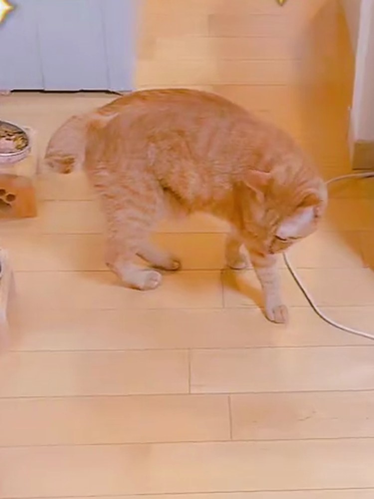 茶トラの翔が、ごはん台のそばを歩いている
