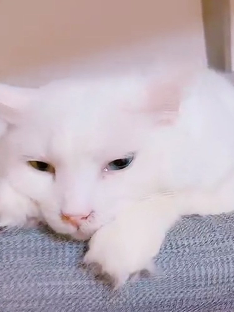 白猫のルイが、ベッドの上でくつろいでいる