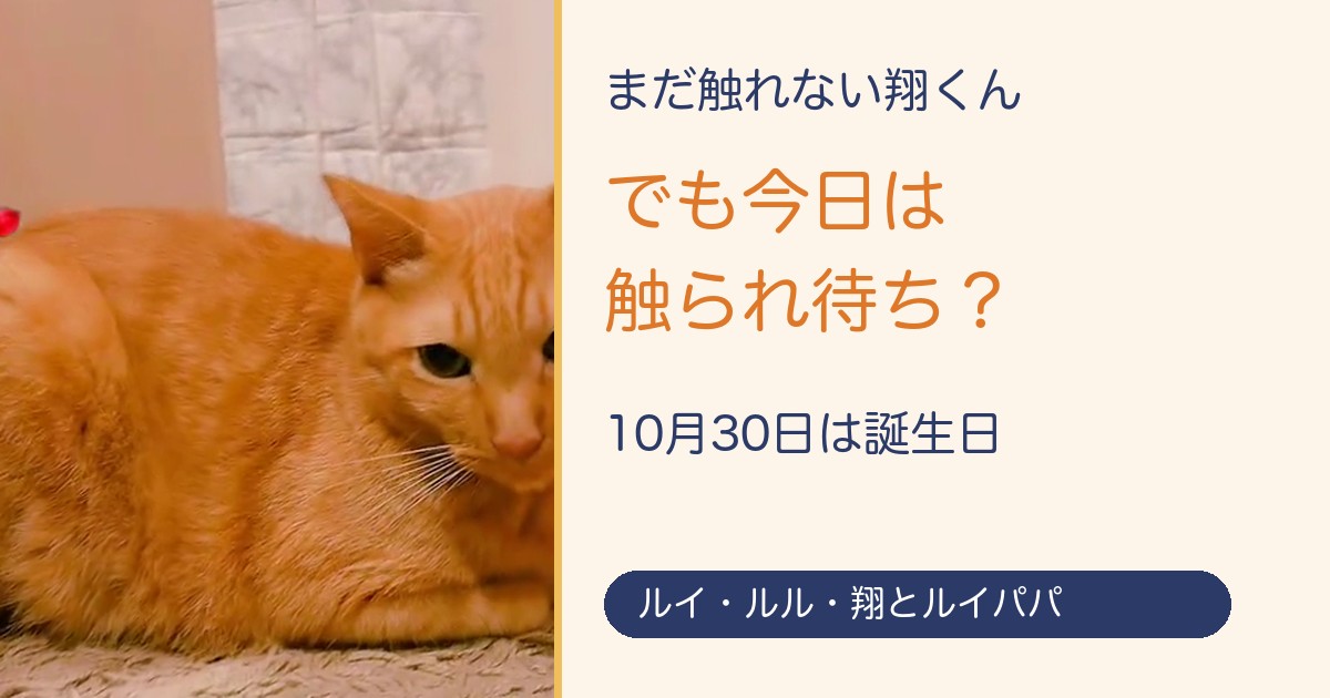 まだ触れない翔くん。でも今日は触られ待ち？