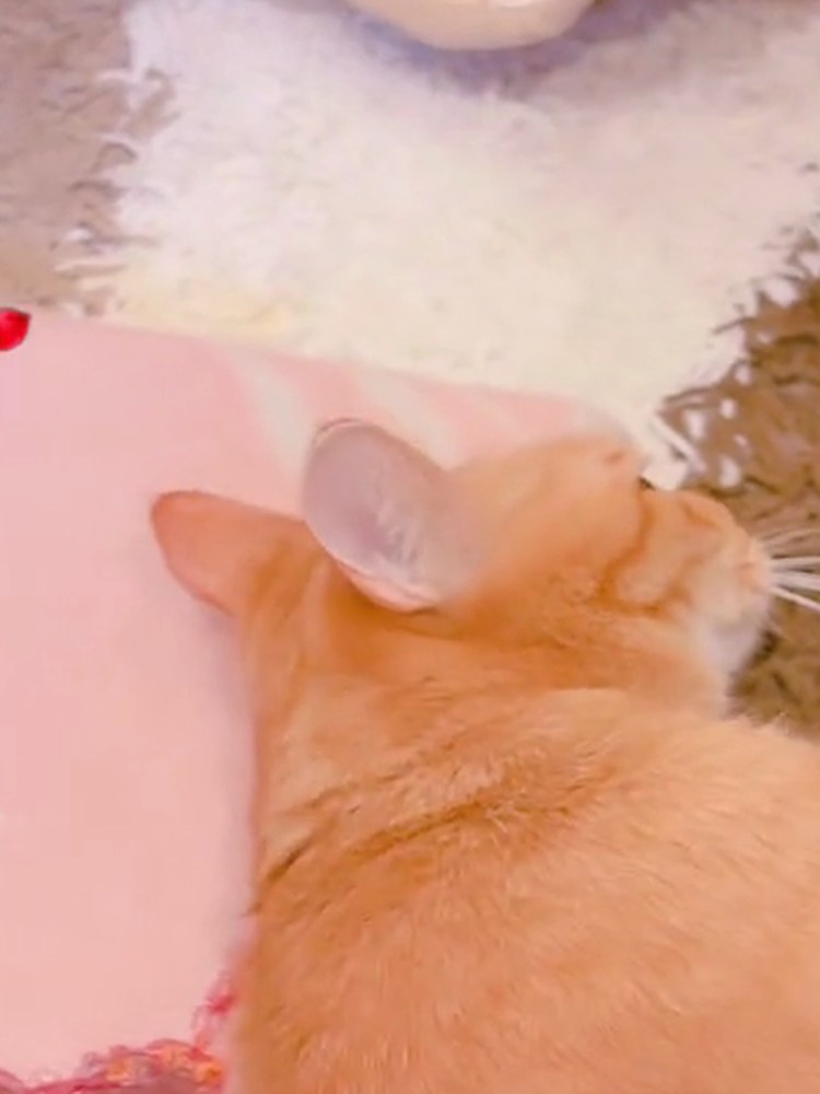 茶トラのルルが、なでられてくつろいでいる