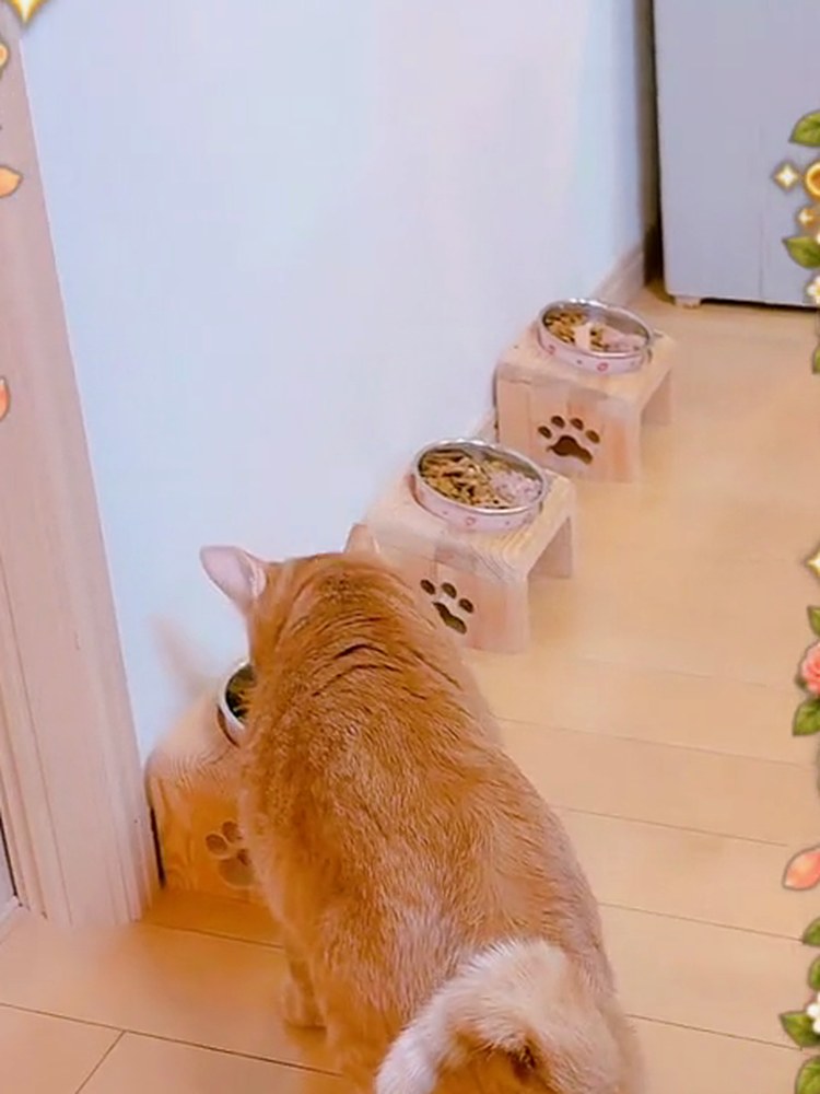 茶トラのルルが、ならんだごはんのお皿の前に来ている