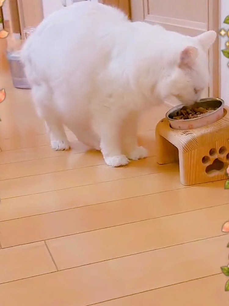 白猫のルイが、お皿のごはんを食べている