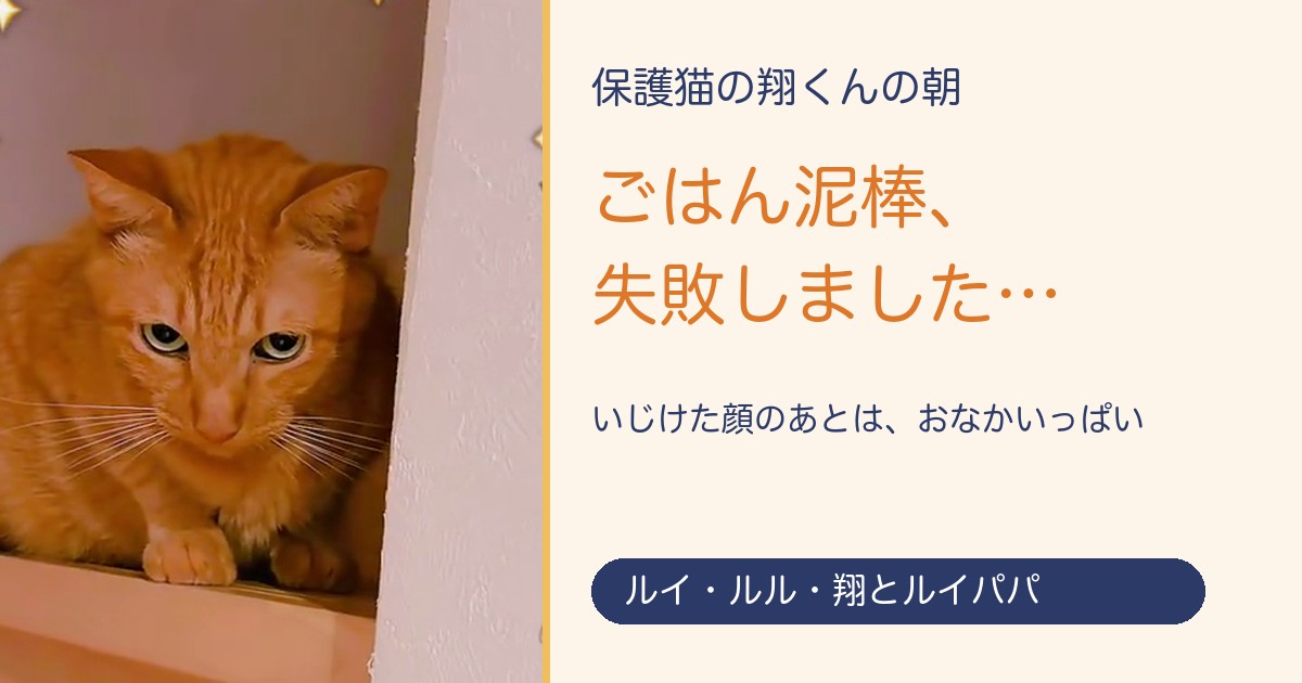 保護猫の翔くんの朝 ごはん泥棒、失敗しました…