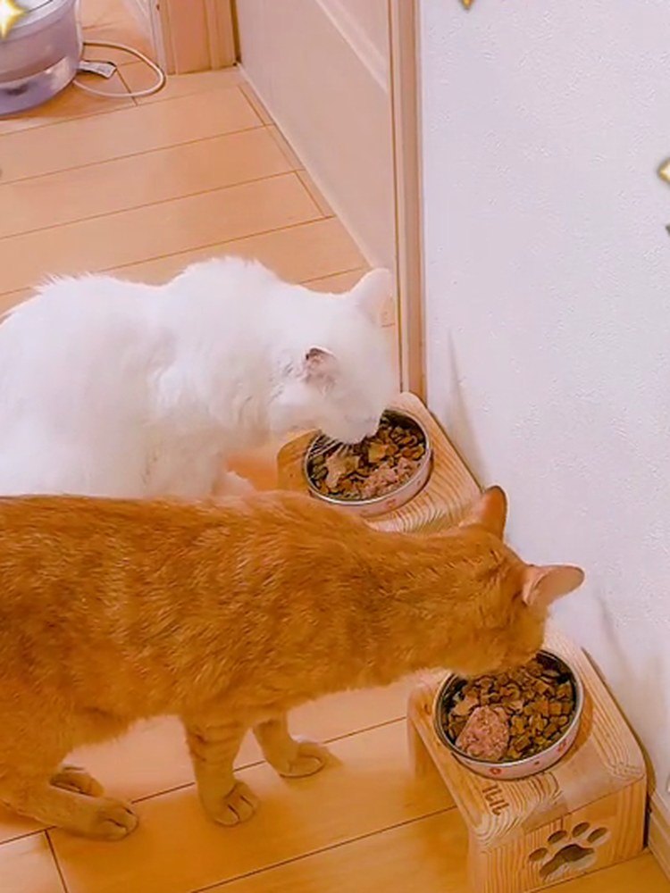 白猫のルイと茶トラのルルが、ならんでごはんを食べている