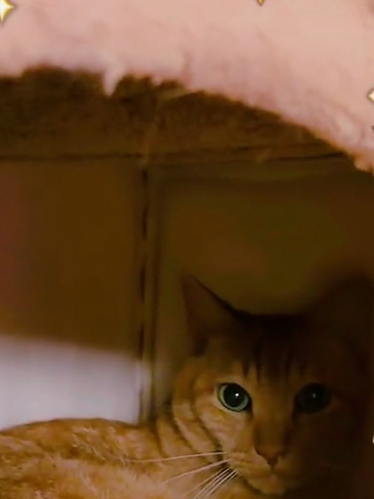 茶トラの翔が、タンスの上の猫ハウスの中から顔を出している