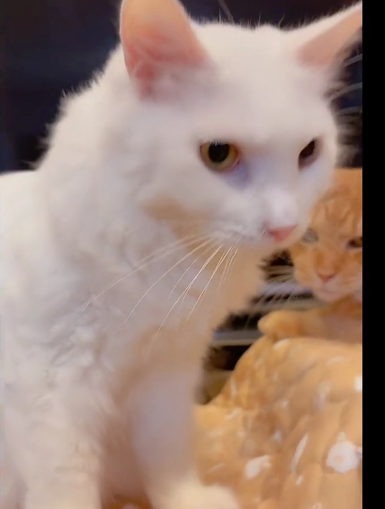 こたつの上にいる白猫のルイくん