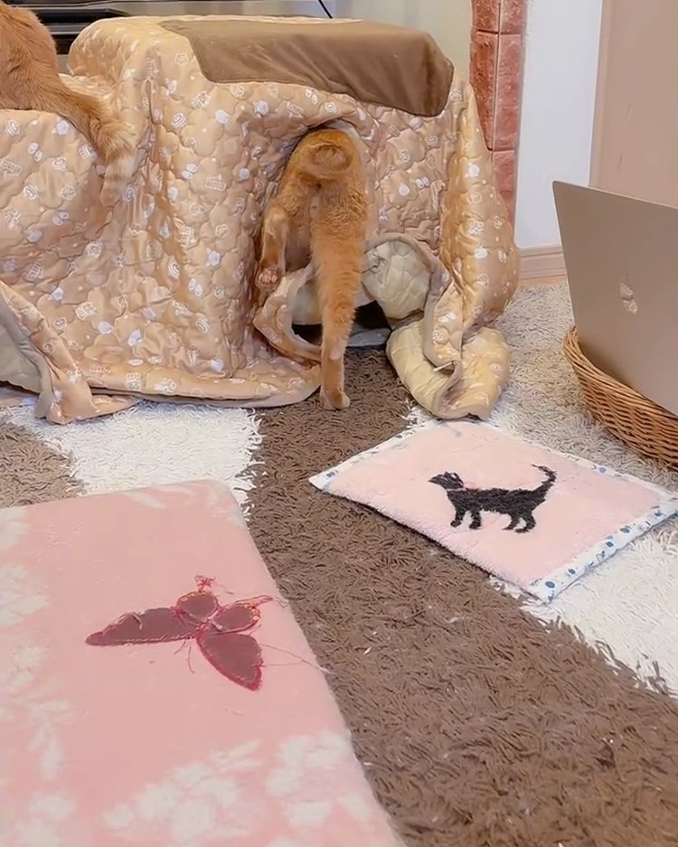 こたつ布団のすき間から、こたつの中へ入っていく茶トラの翔くんのおしり