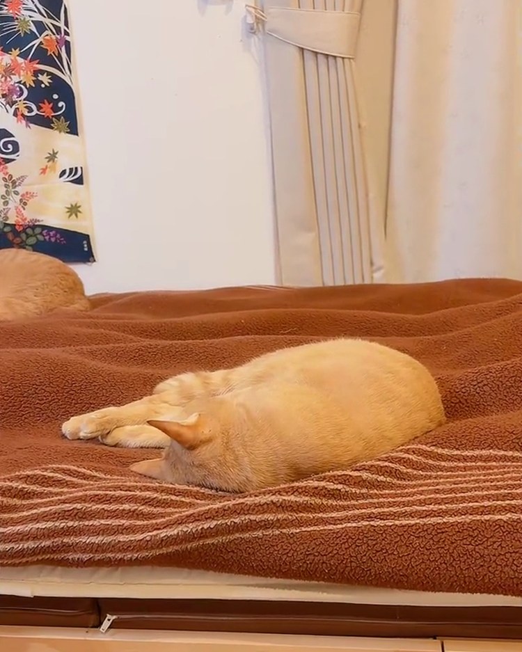 ベッドの上で丸くなって寝ている茶トラのルルくん