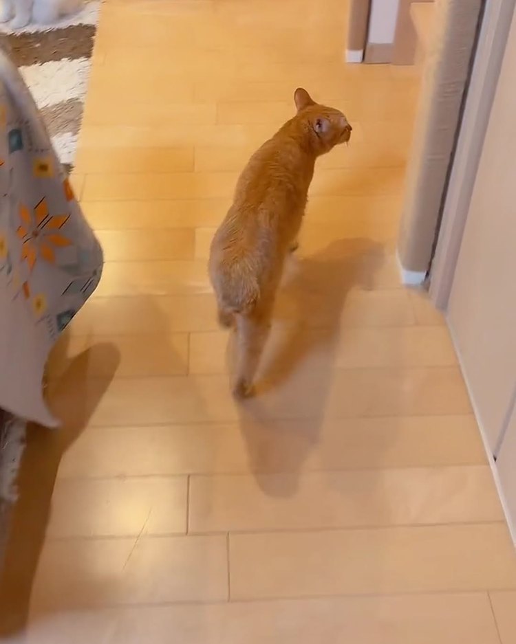 廊下を歩く、茶トラの翔くん