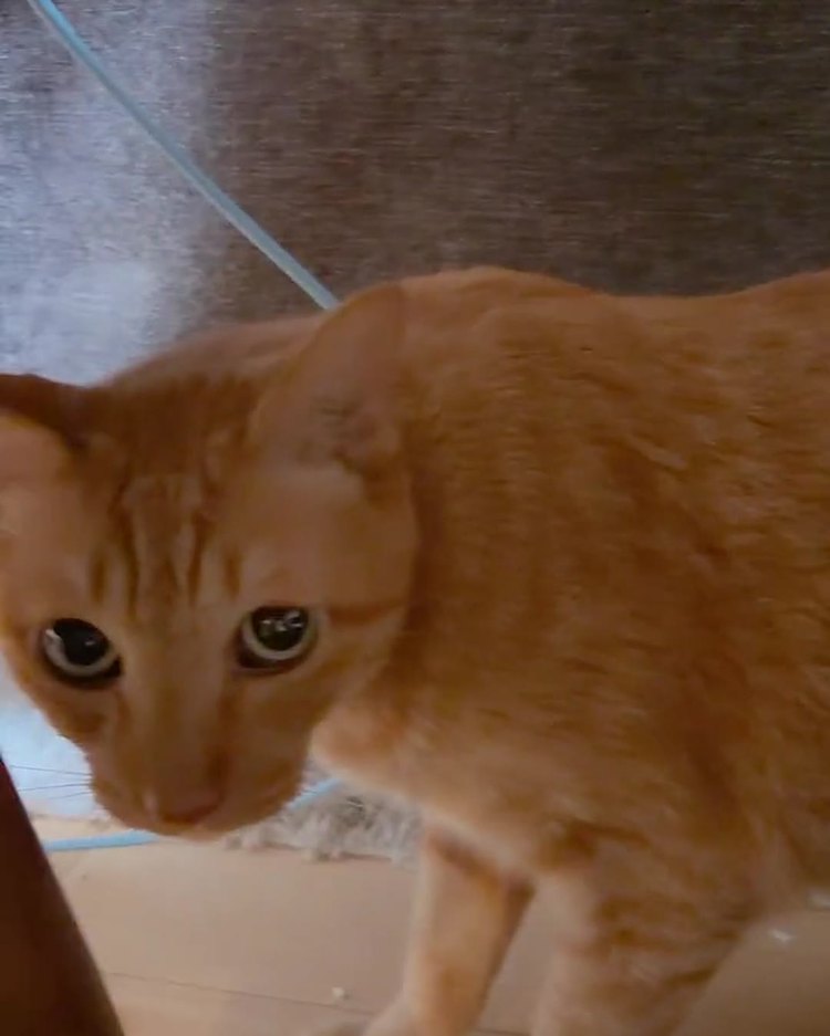 カメラから離れていく茶トラの猫