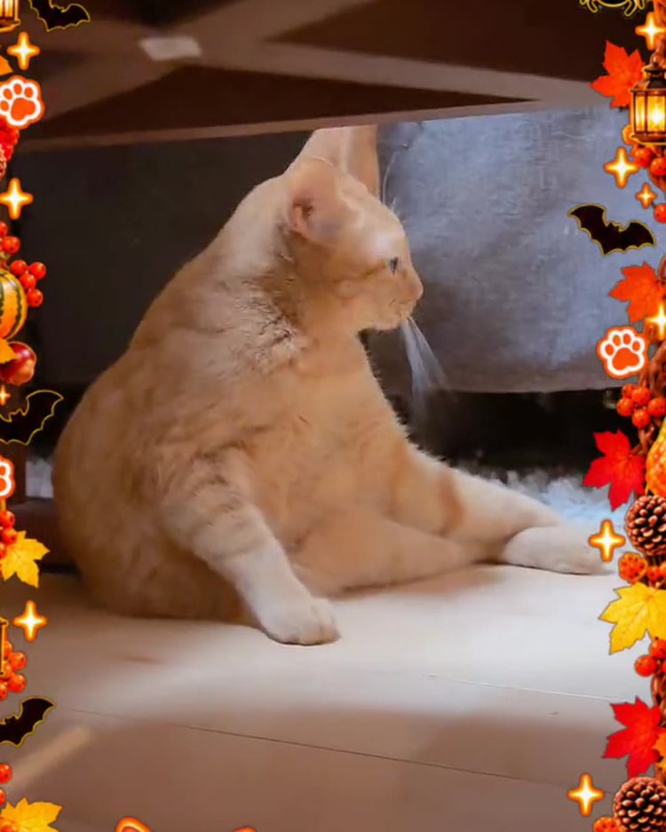 少し離れたところからこちらを見る茶トラの猫