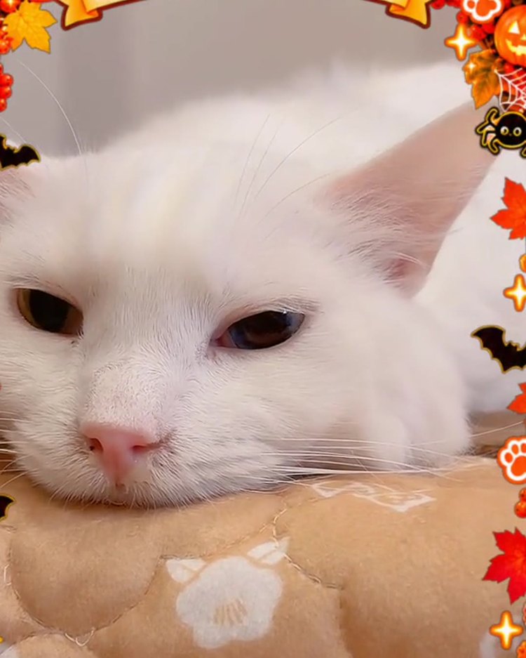 こたつの上で目を半分とじて眠そうな、白猫のルイくん