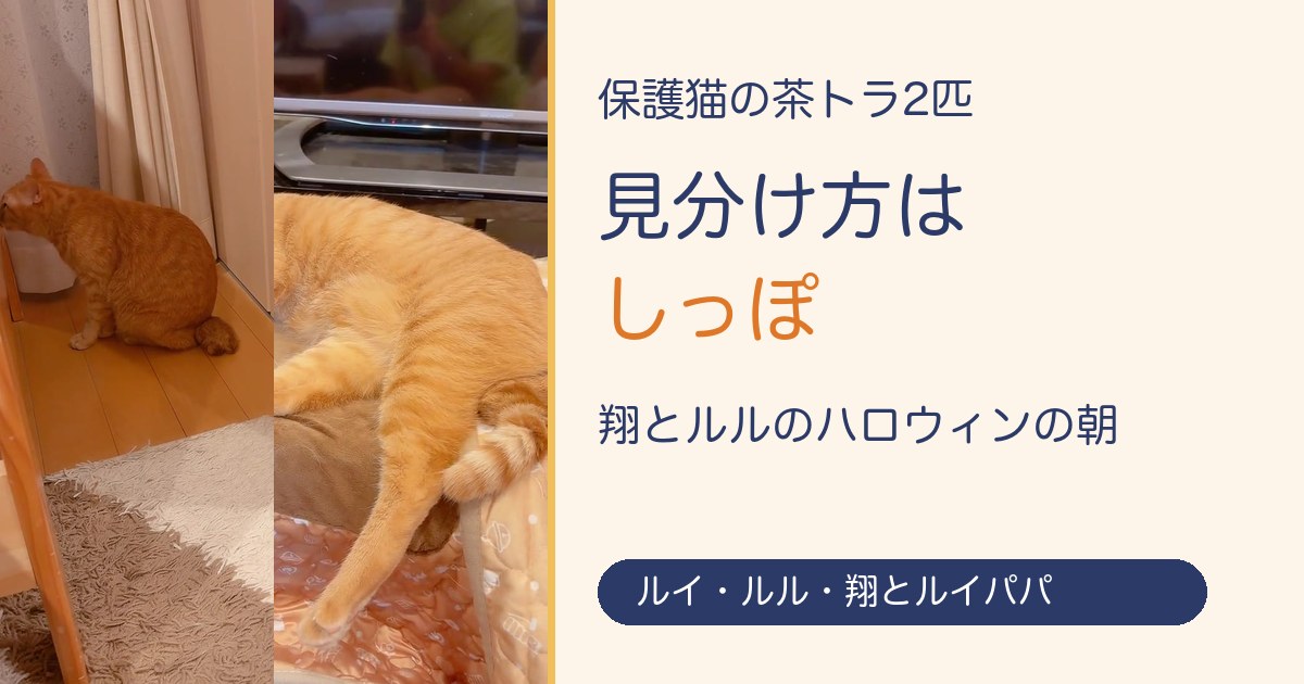 茶トラ2匹の見分け方はしっぽ